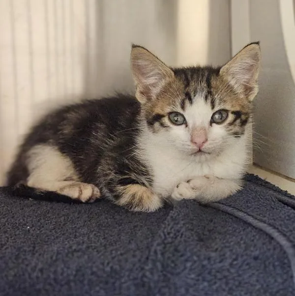 A baby small-sized male Domestic Short Hair cat named Guava for adoption in Oakland, CA