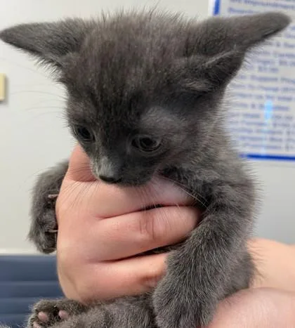 An adult small-sized male Domestic Short Hair cat named Orion for adoption in Shreveport, LA