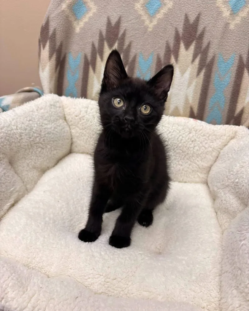 A baby medium-sized male Black Domestic Short Hair cat named Pumpernickel for adoption in White Oak, PA