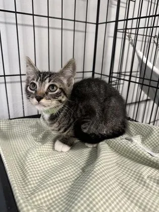 A baby small-sized male Domestic Short Hair cat named Howard for adoption in West Chester, PA