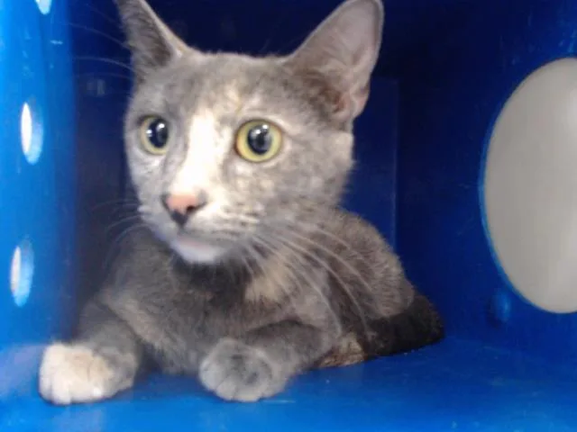 A young small-sized female Domestic Short Hair cat named Charli for adoption in Orlando, FL