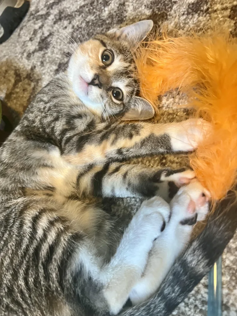 A baby medium-sized female Domestic Short Hair cat named Hazel for adoption in Mount Juliet, TN