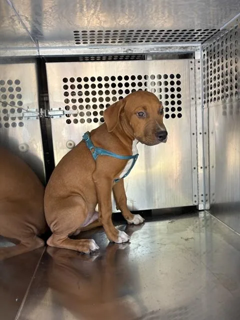 A baby small-sized male Pit Bull Terrier dog named A for adoption in Oklahoma City, OK