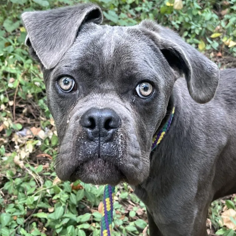 An adult medium-sized male Cane Corso dog named Blue for adoption in Chattanooga, TN