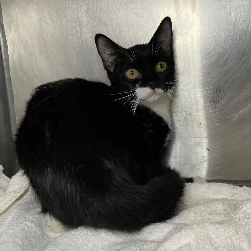 A young medium-sized female Domestic Short Hair cat named Bologna for adoption in Roanoke, VA
