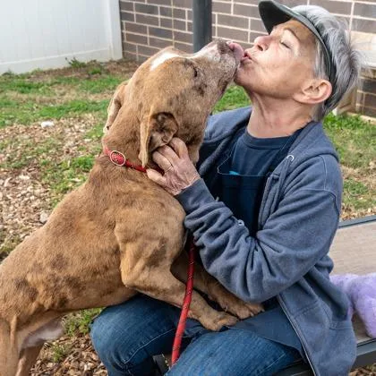 A senior large-sized male Mixed Breed dog named Albatross for adoption in Chamblee, GA