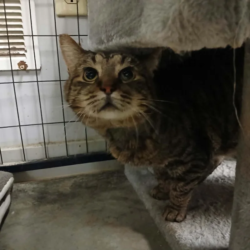 An adult small-sized male Torbie Domestic Short Hair cat named Tracker for adoption in Richmond, IN