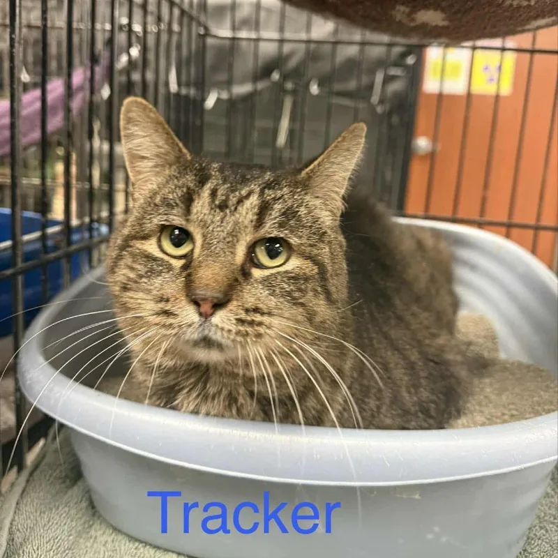 Tracker thumbnail 3