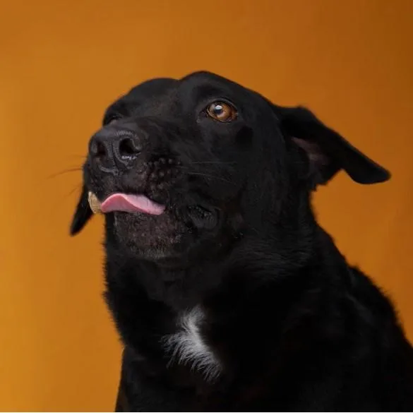 An adult medium-sized male Black Labrador Retriever dog named Blacky for adoption in Sullivan City, TX