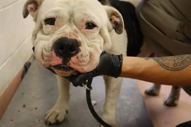 An adult medium-sized male Mixed Breed dog named Harold for adoption in Columbia, SC