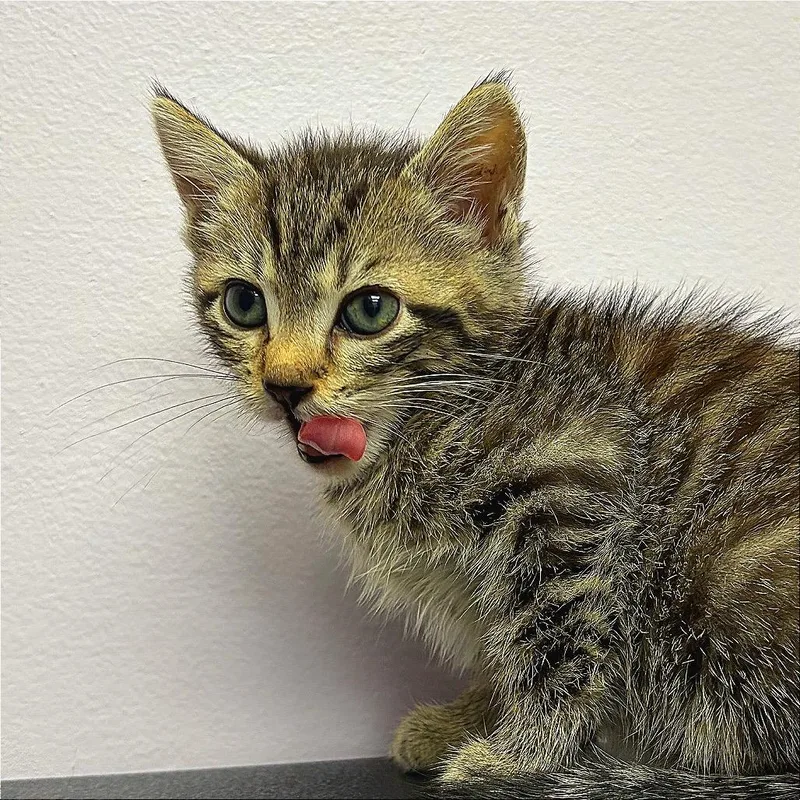 A baby small-sized male Domestic Short Hair cat named Neptune for adoption in Hannibal, MO