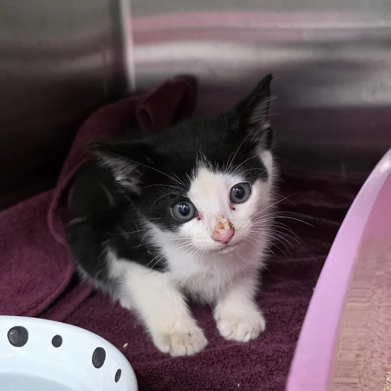 A baby small-sized male Black Domestic Short Hair cat named Creed for adoption in Jupiter, FL