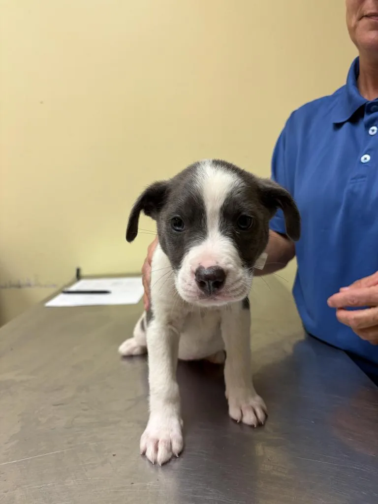 A baby medium-sized male Mixed Breed dog named Jack D. for adoption in Florence, SC