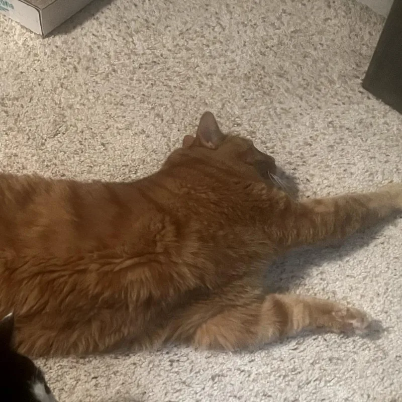 Tango Big Orange Boy