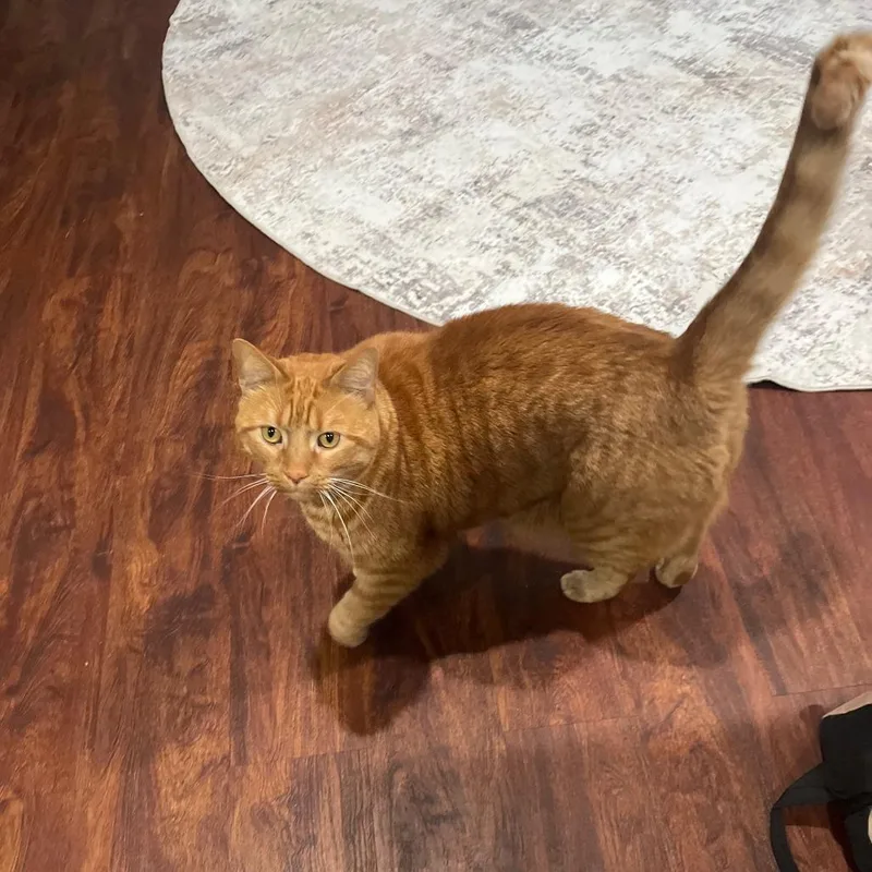 Tango Big Orange Boy thumbnail 2