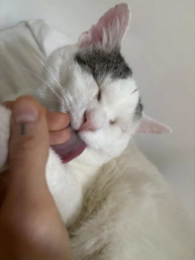 Bun Aka Trigger