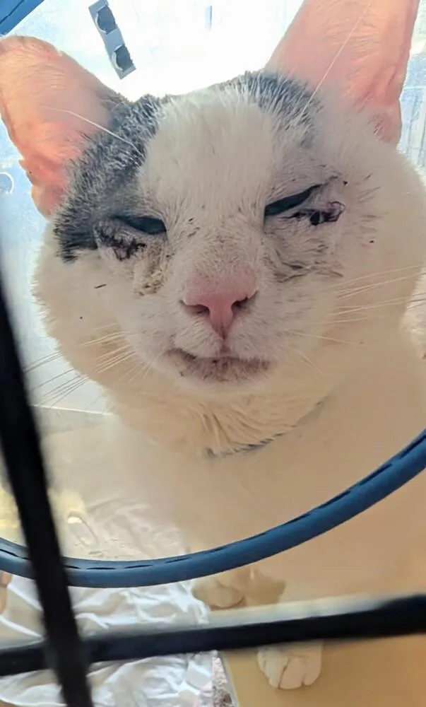 Bun Aka Trigger thumbnail 5