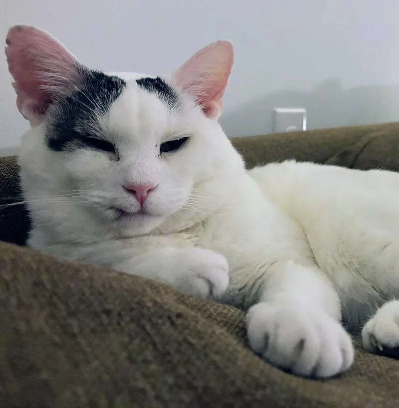 Bun Aka Trigger thumbnail 6