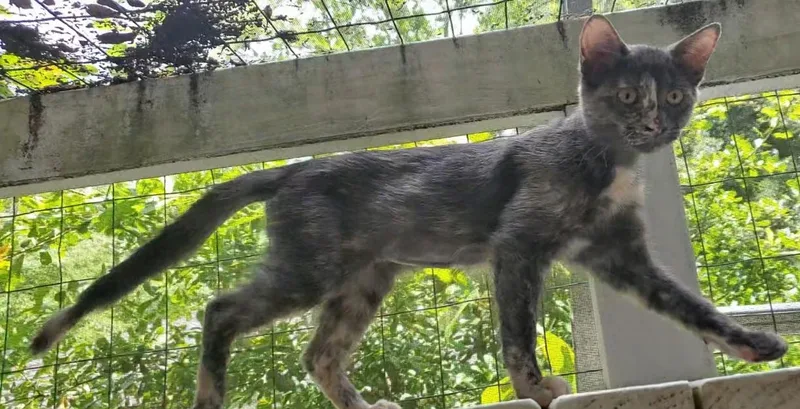 A baby medium-sized female Dilute Tortoiseshell cat named Holly for adoption in Columbia, SC