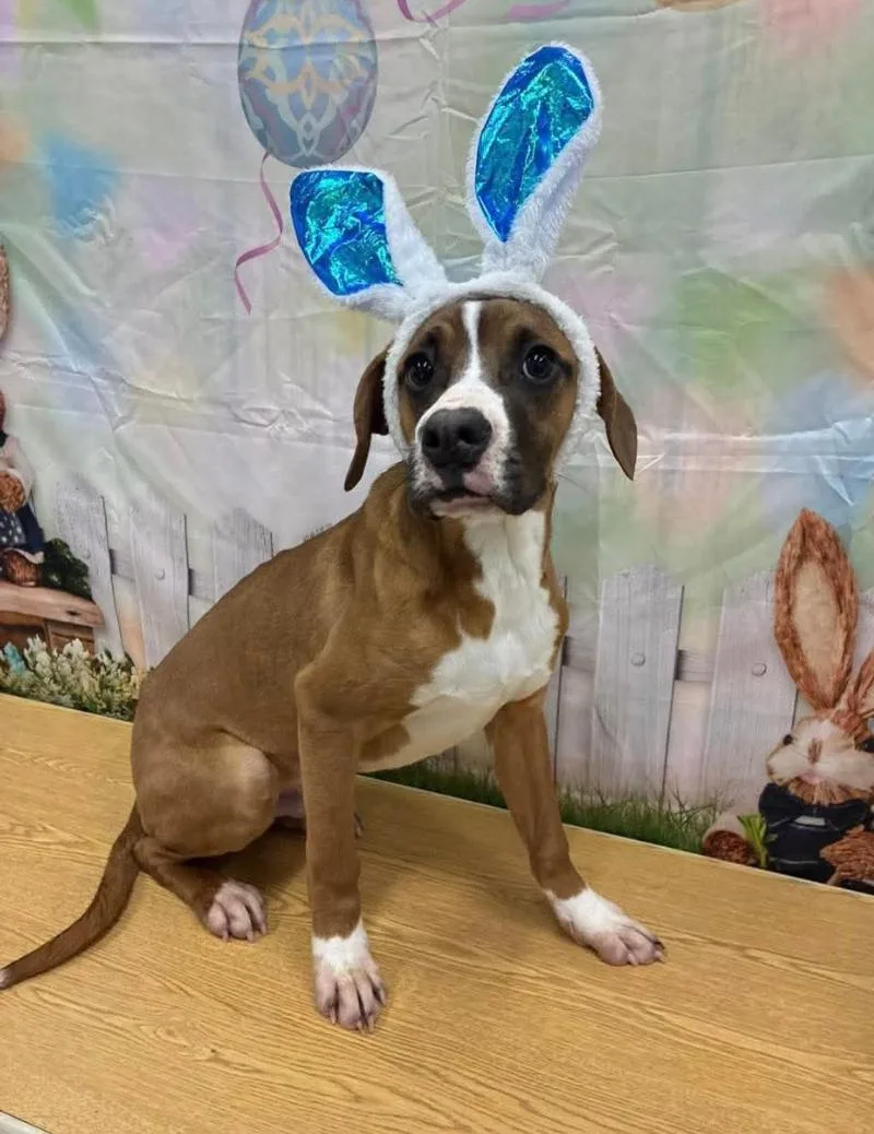 A young medium-sized male Boxer dog named Ken Cs for adoption in Columbia, MD