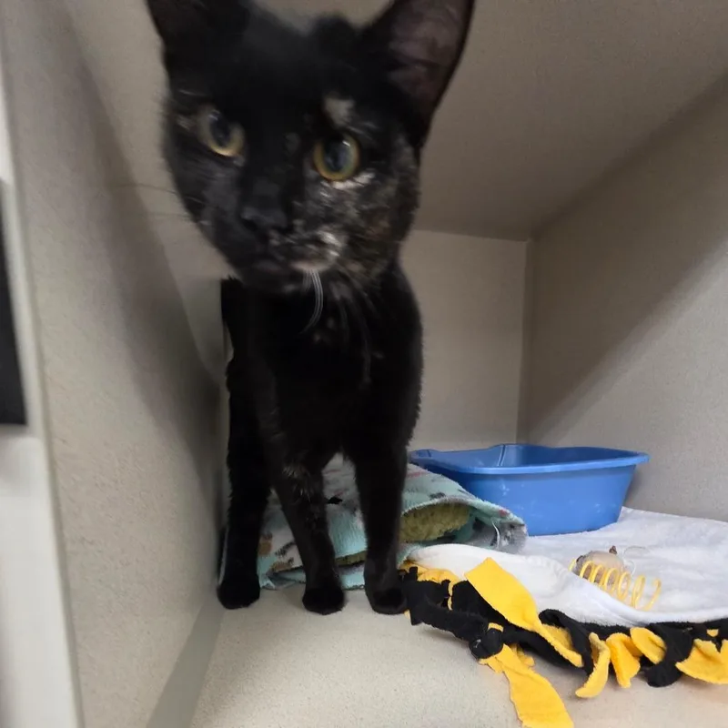 A young medium-sized female Black Domestic Short Hair cat named Estele for adoption in Great Falls, MT