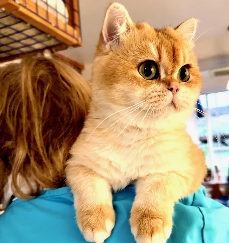 A young medium-sized male British Shorthair cat named Benjamin Bunny for adoption in Davis, CA