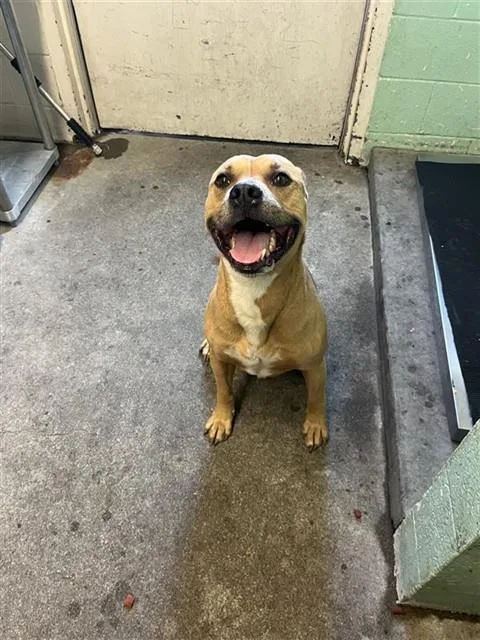 An adult large-sized male Labrador Retriever dog named Charlie for adoption in Sacramento, CA