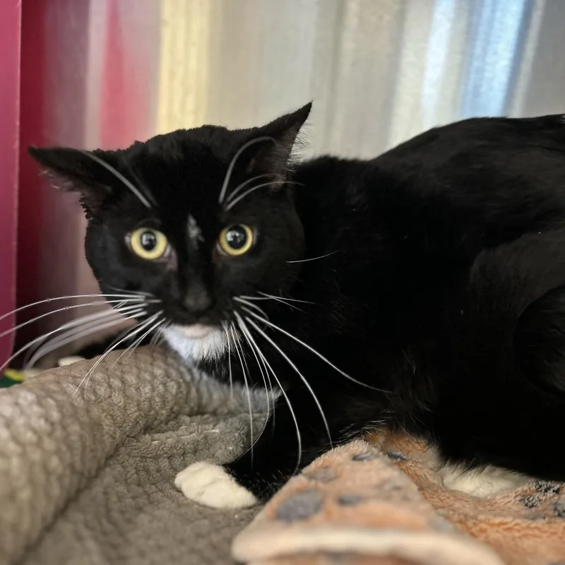 An adult medium-sized male Black Domestic Short Hair cat named Dundee for adoption in Waukesha, WI