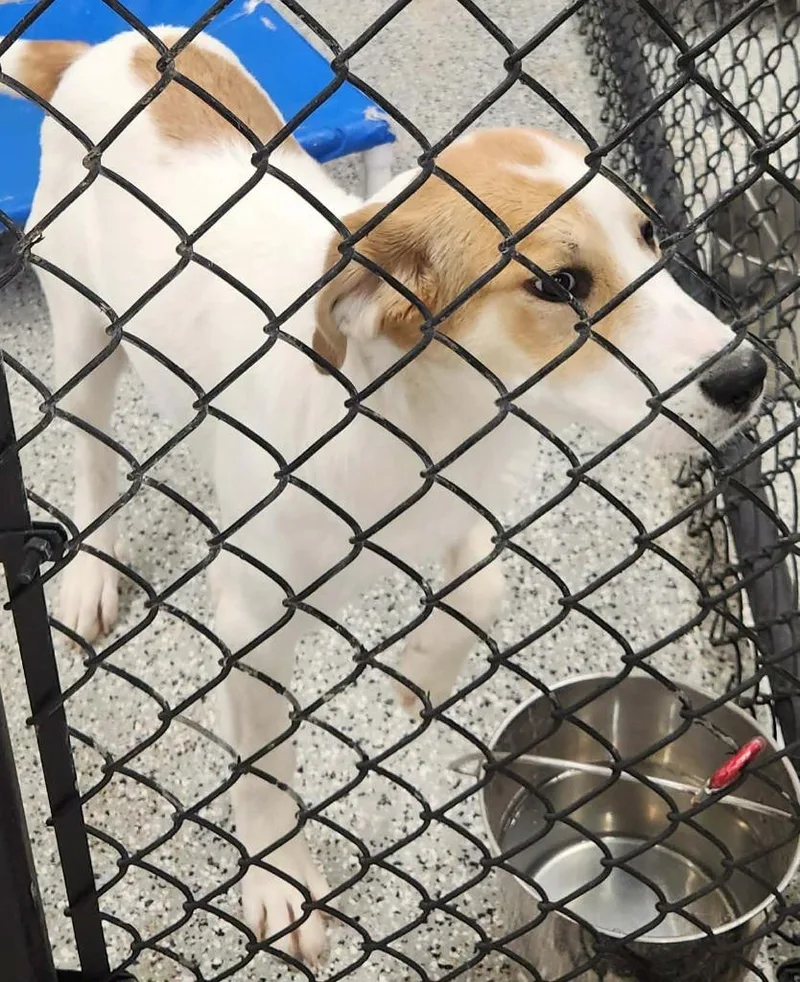 A baby large-sized female Anatolian Shepherd dog named Dixie for adoption in Republic, MO