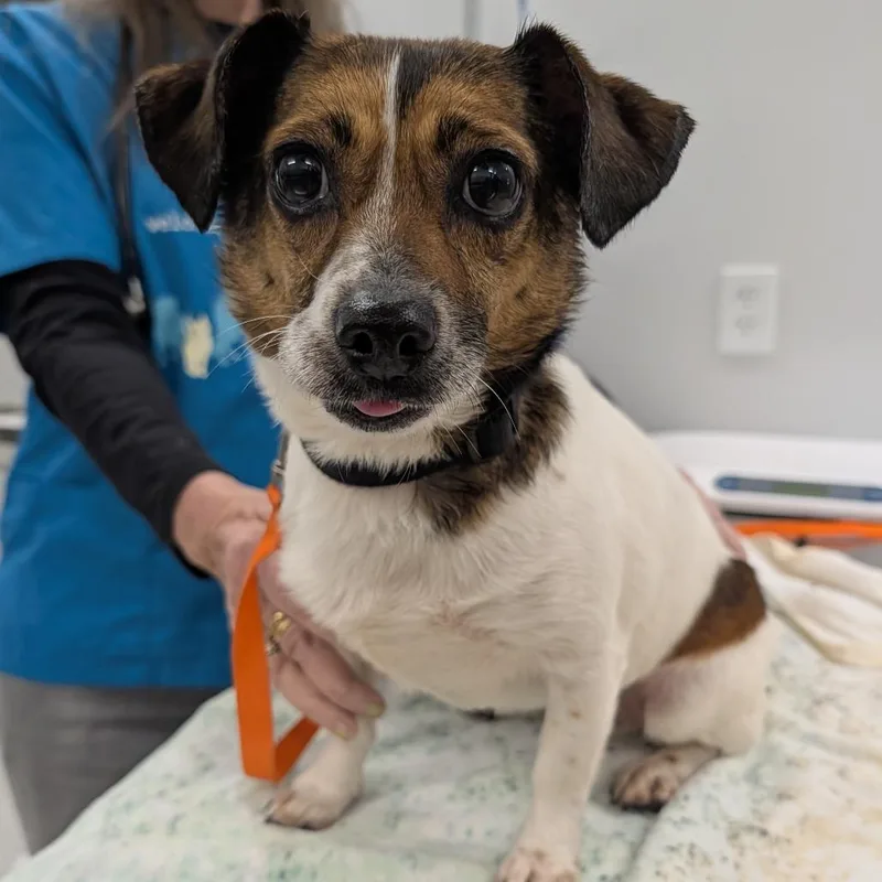 An adult small-sized female White / Cream Mixed Breed dog named Lucy for adoption in Winston Salem, NC