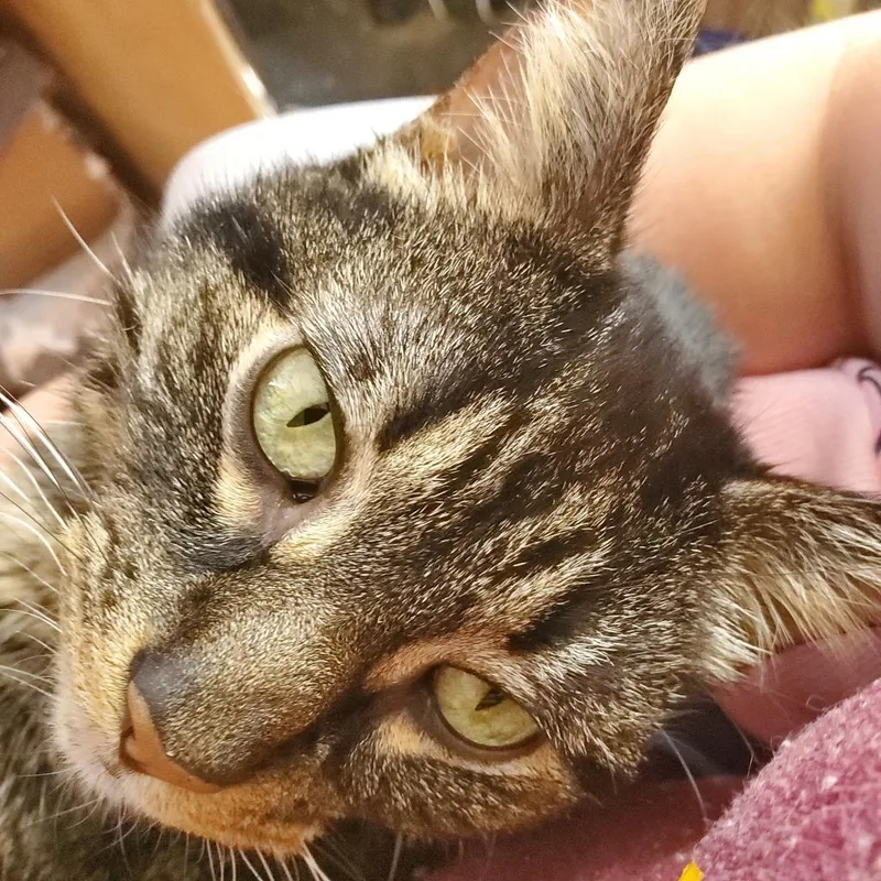 A senior medium-sized male Brown / Chocolate Domestic Short Hair cat named Walter for adoption in Inver Grove Heights, MN