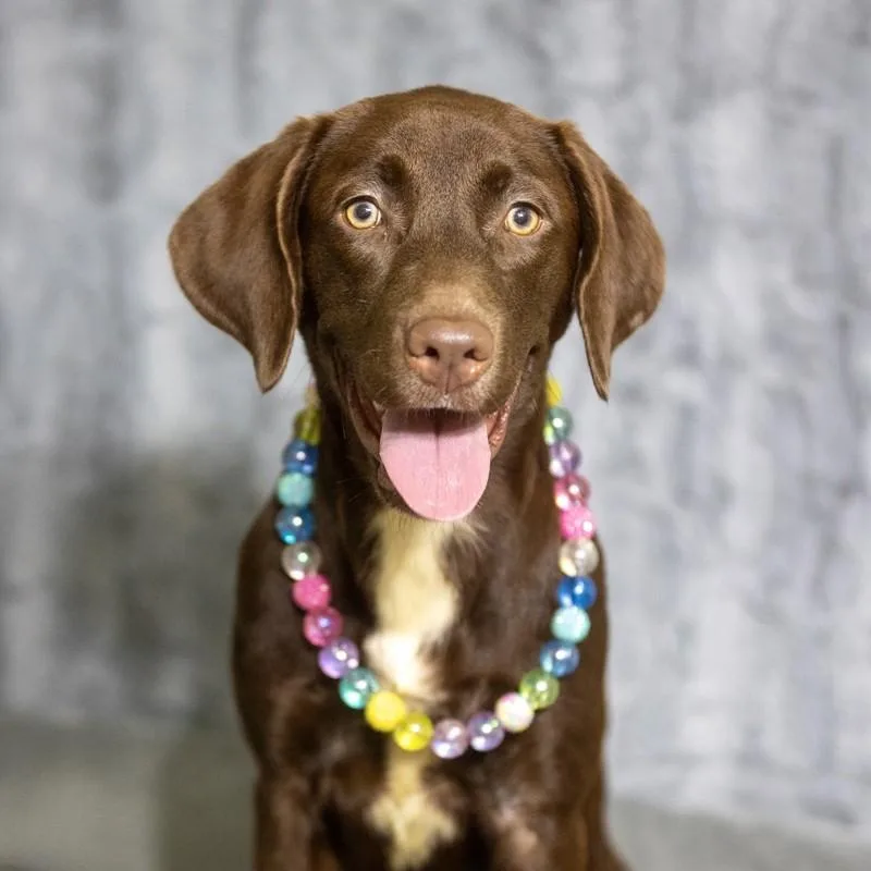 Coco Chanel thumbnail 3