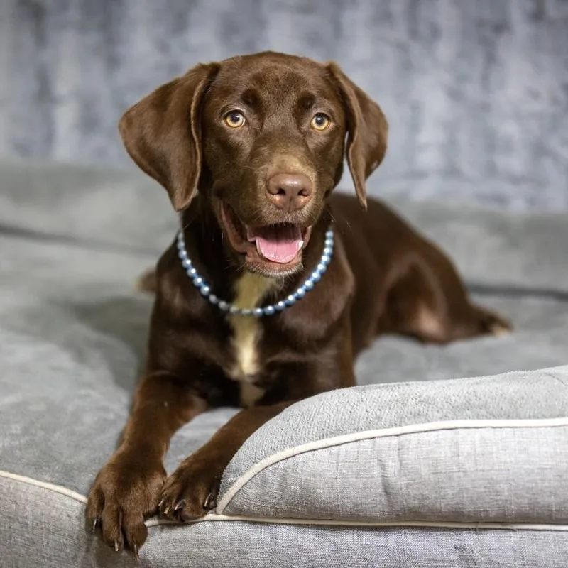 Coco Chanel thumbnail 4