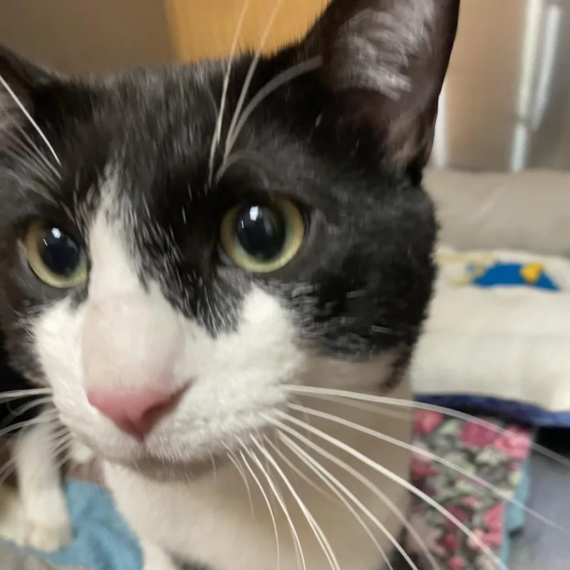 An adult large-sized male Black Domestic Short Hair cat named Pong for adoption in Wadena, MN