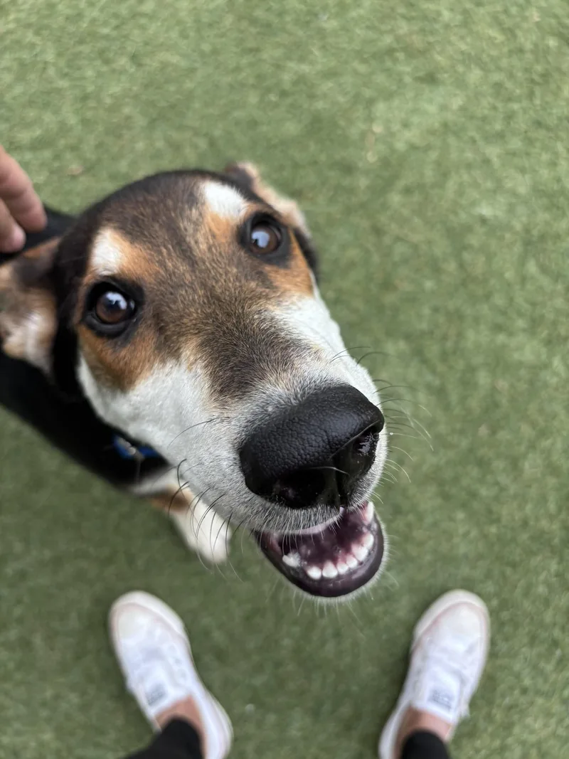 A baby medium-sized male Shepherd dog named Lobstah Roll for adoption in Pembroke, MA