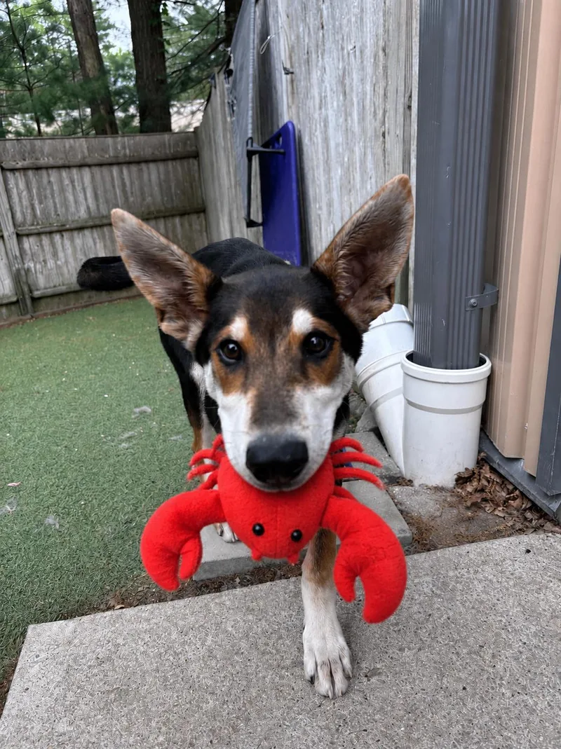 Lobstah Roll thumbnail 5
