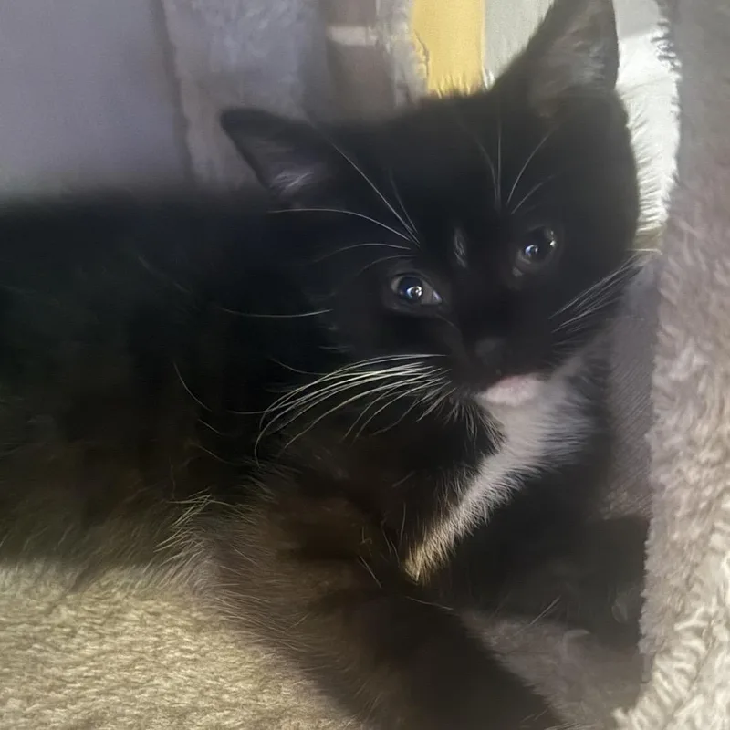 A baby small-sized female Black Domestic Short Hair cat named Whiskers ARC for adoption in Akron, NY