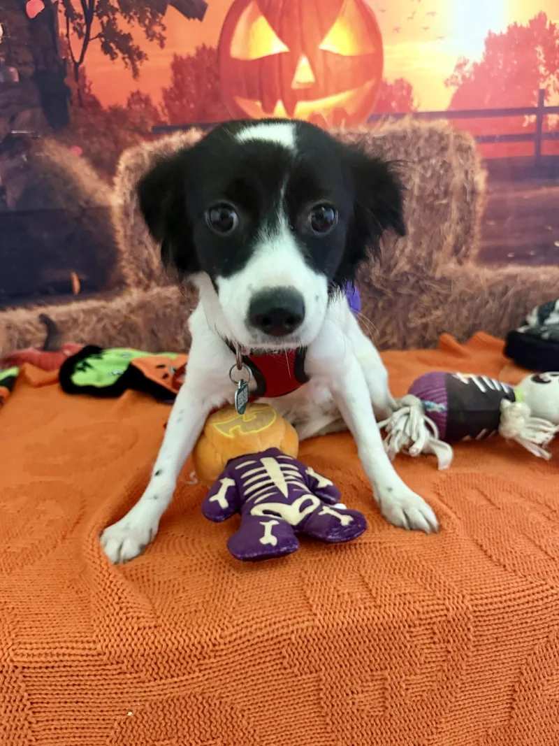 A young small-sized female Dachshund dog named Princess for adoption in Capistrano Beach, CA