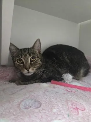 An adult medium-sized female Domestic Short Hair cat named Minnie for adoption in Savannah, GA