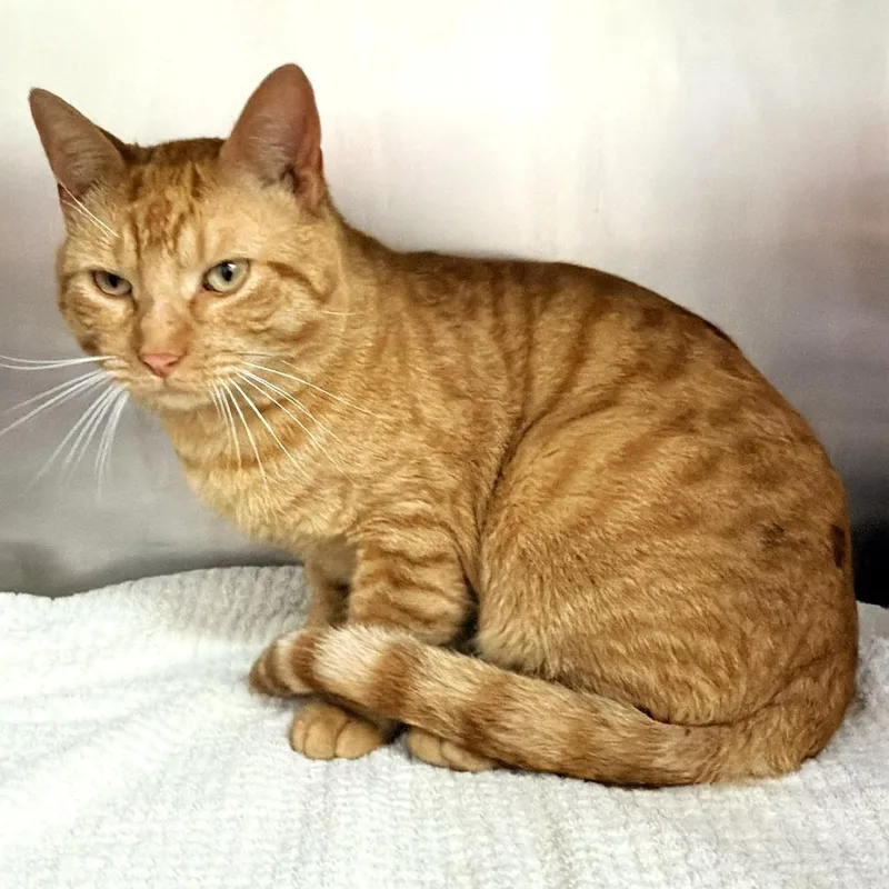 An adult large-sized male Orange / Red Domestic Short Hair cat named Dandy for adoption in Warrensburg, MO