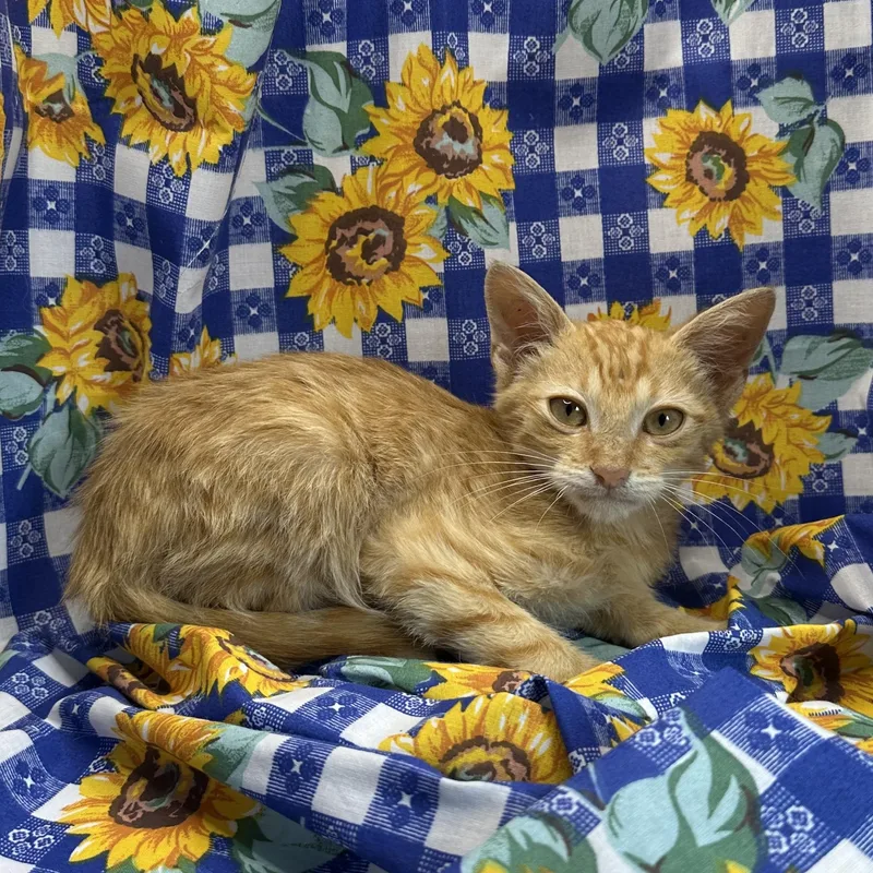 A baby small-sized male Tabby (Orange / Red) Domestic Short Hair cat named Terrine for adoption in San Diego, CA