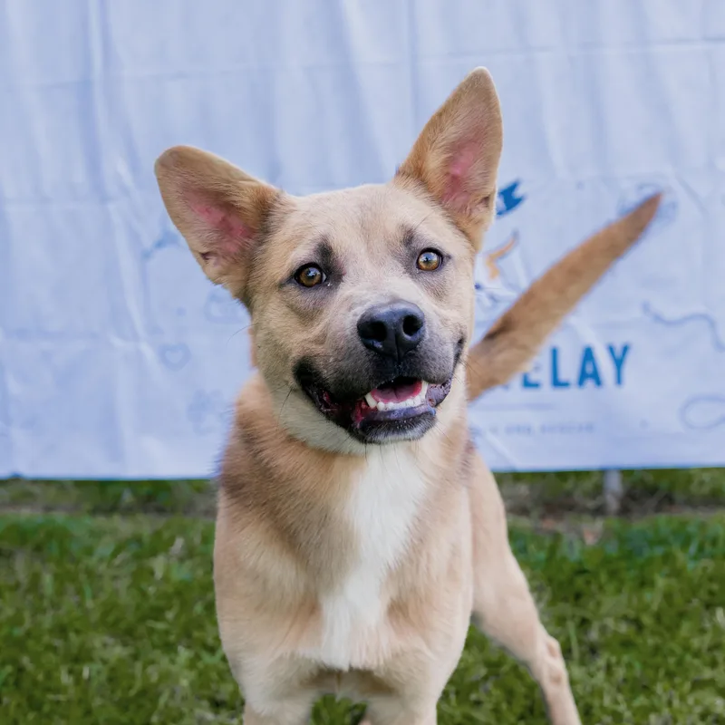 A young medium-sized male Shepherd dog named Finn for adoption in POLKTON, NC