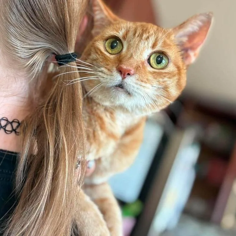 A senior medium-sized female Orange / Red Domestic Short Hair cat named Leah for adoption in Ramona, CA