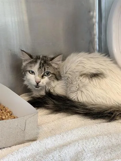 Cleopatra
