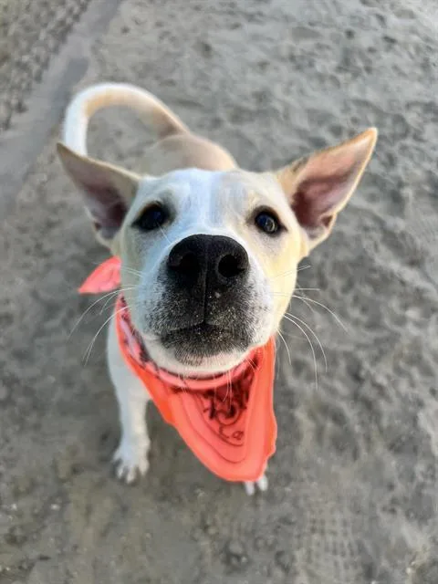 A young small-sized female Labrador Retriever dog named Carly for adoption in Thousand Palms, CA