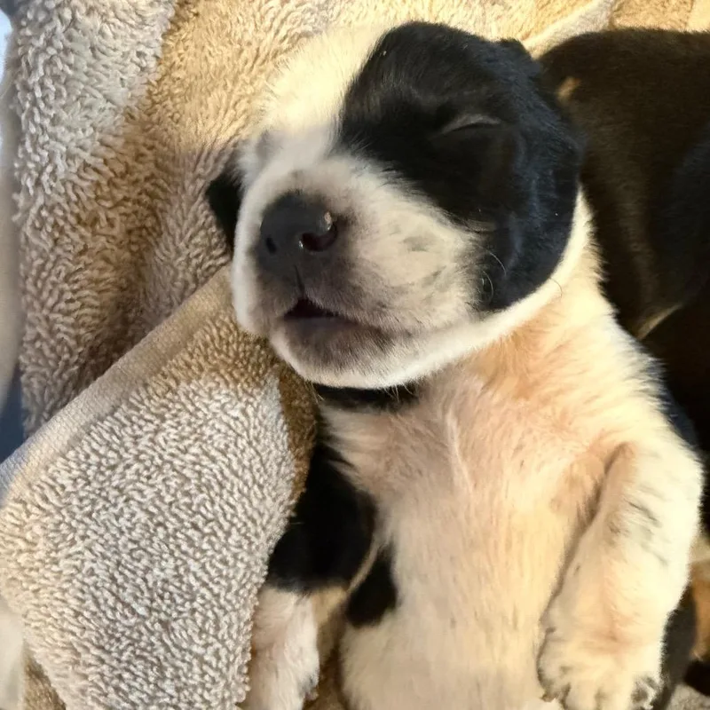 A baby medium-sized male Black Mixed Breed dog named Benin for adoption in Moab, UT