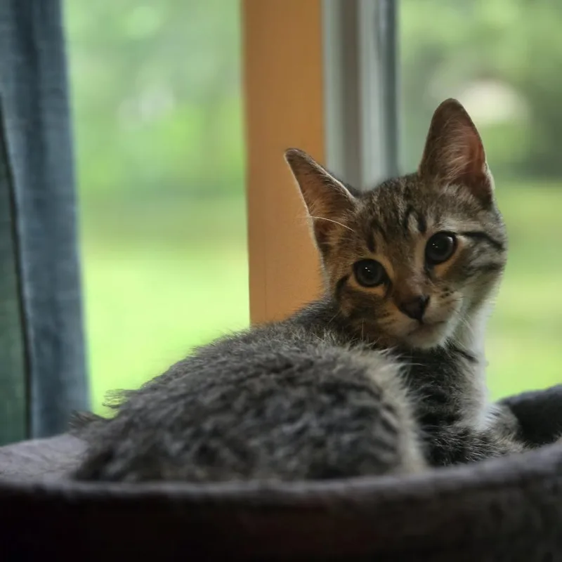 A baby small-sized male Brown / Chocolate Domestic Short Hair cat named Huckleberry for adoption in Minneapolis, MN