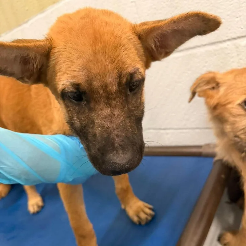 A baby small-sized female Shepherd dog named Donna for adoption in Bastrop, TX