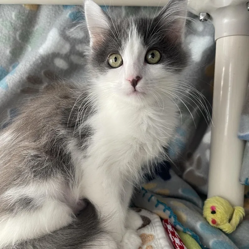 A baby small-sized female Domestic Short Hair cat named Zaza for adoption in Los Angeles, CA