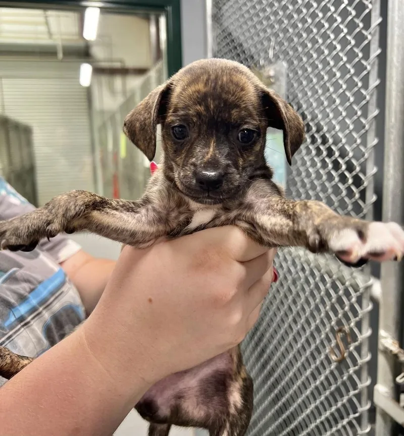 A baby small-sized male Brindle Chihuahua dog named Rocky Road for adoption in Jamestown, CA